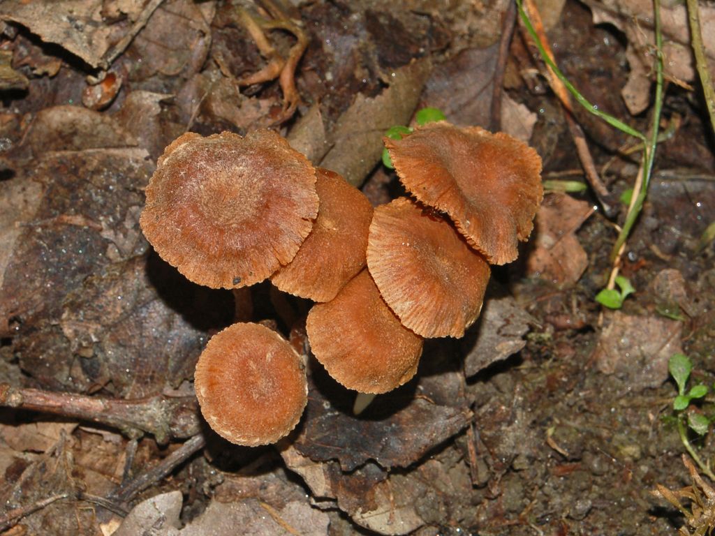 Dei piccoli funghi da determinare